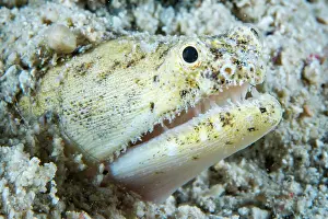 Visayas: Crocodile snake eel (Brachysomophis crocodilinus)