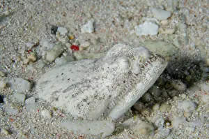 Buried: Crocodile Snake Eel buried in sand - Sampiri