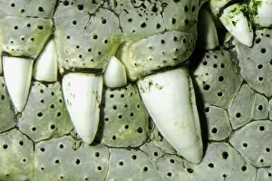 Dental: Crocodile Teeth