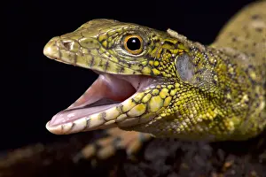 Amazonia: Crocodile tegu (Crocodilurus amazonicus)
