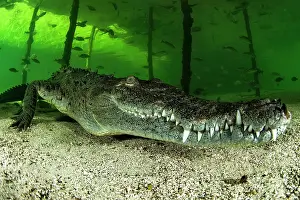 Acutus: Crocodylus acutus