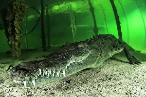 Acutus: Crocodylus acutus