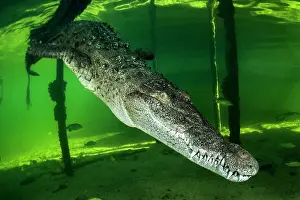 Acutus: Crocodylus acutus