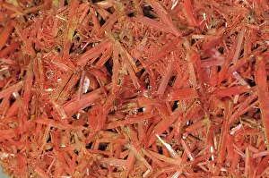 Monoclinic: Crocoite