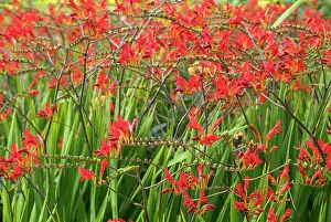 Monbretia: Crocosmia