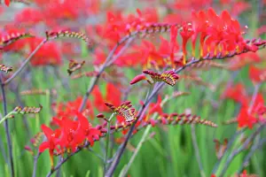 Montbretia: Crocosmia