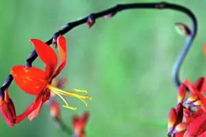 Monbretia: Crocosmia