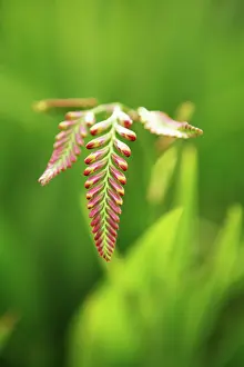 Monbretia: Crocosmia