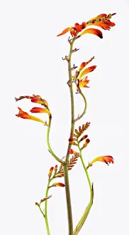 Supple: Crocosmia