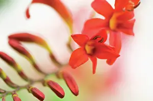 Leadership: Crocosmia