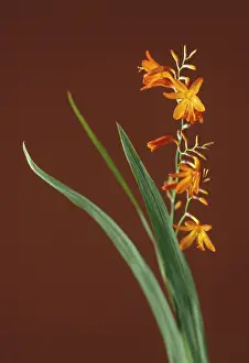Monbretia: Crocosmia