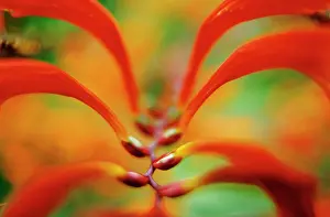 Monbretia: Crocosmia