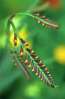Montbretia: Crocosmia