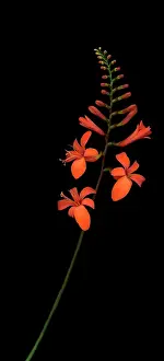 Monbretia: Crocosmia