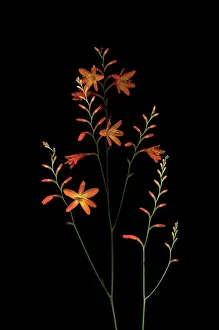 Monbretia: Crocosmia