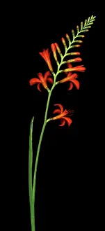Monbretia: Crocosmia