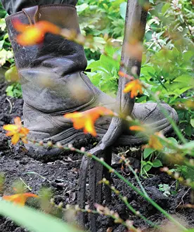 Thumb: Crocosmia