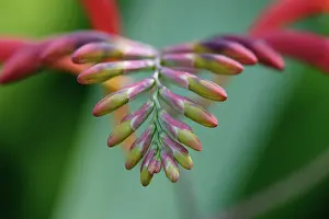 Monbretia: Crocosmia