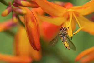 020617: Crocosmia, Crocosmia cultivar, Orange subject