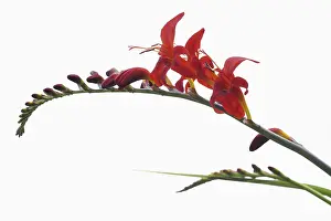 Stamen: Crocosmia, Crocosmia cultivar, Red subject, White