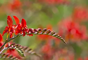 Monbretia: Crocosmia, Crocosmia Lucifer, Red subject