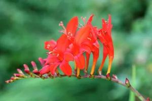 Monbretia: Crocosmia, Crocosmia Lucifer, Red subject, Green
