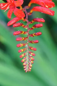 Monbretia: Crocosmia, Crocosmia Lucifer, Red subject, Green