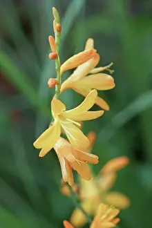Montbretia: Crocosmia, Montbretia, Crocosmia x crocosmiiflora