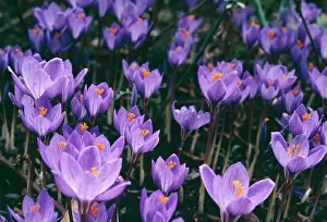 Speciosus: CROCUS