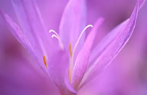 Autumnale: Crocus