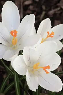Vernus: Crocus