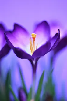 Vernus: Crocus