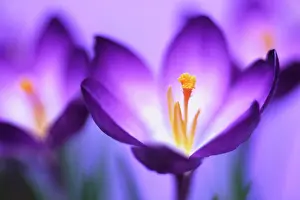 Vernus: Crocus