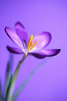 Vernus: Crocus