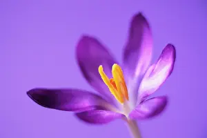 Vernus: Crocus