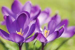 Vernus: Crocus