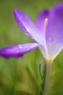 Vernus: Crocus