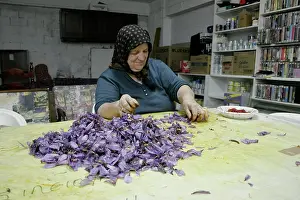 Saffron: Crocus