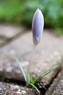 Vernus: Crocus