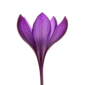 Vernus: Crocus