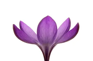 Vernus: Crocus