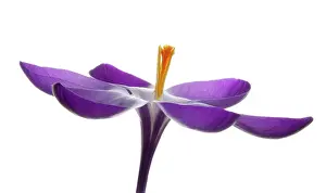 Vernus: Crocus