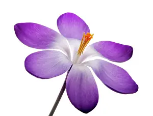 Vernus: Crocus