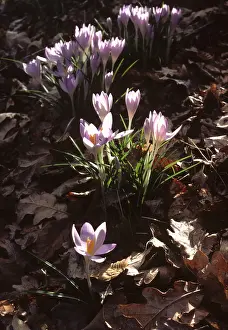 Vernus: Crocus