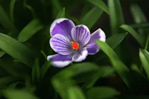 Vernus: Crocus