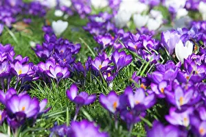 Naturalized: Crocus
