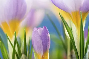 Firefly: Crocus