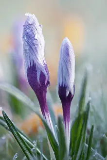 Vernus: Crocus