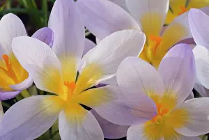 Firefly: Crocus