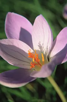 Colchicum: Crocus